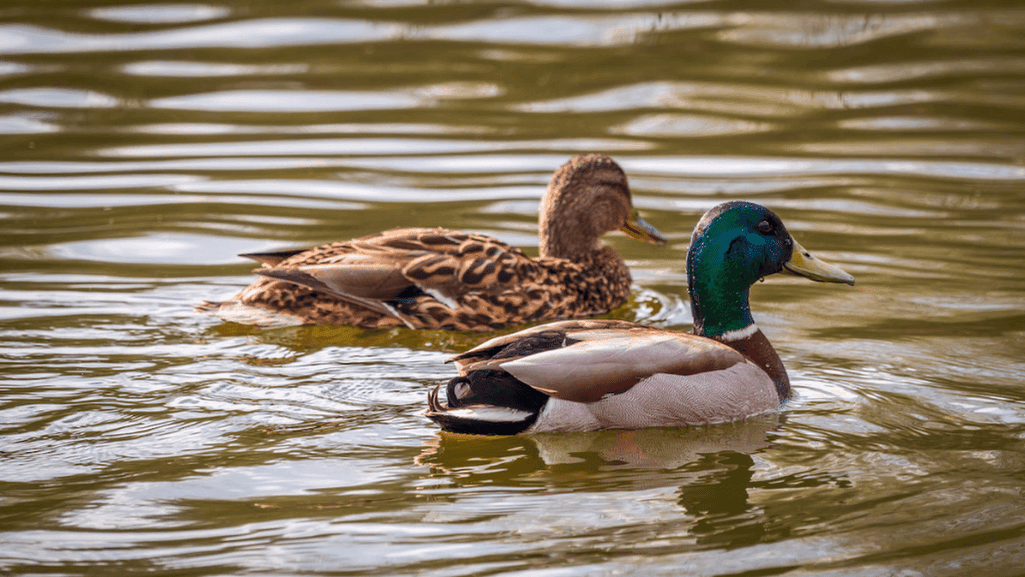 How Long Does a Wild Duck Live: Unveiling Their Longevity 1 How Long Does a Wild Duck Live