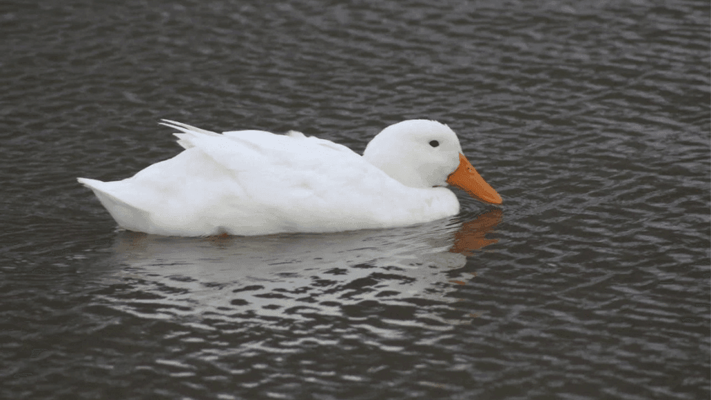 How Old Can a Duck Get? Lifespan Explained. 1 How Old Can a Duck Get