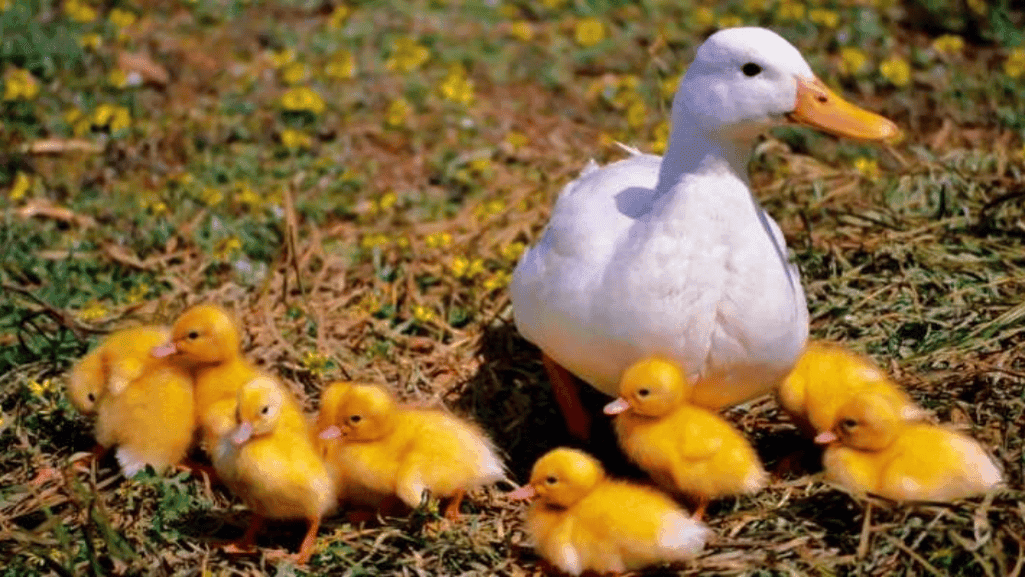 How Old Do Ducks Have to Be to Go Outside 1 How Old Do Ducks Have to Be to Go Outside