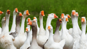 How Old Does a Goose Live