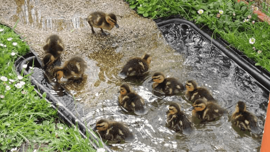 How to Take Care of a Duck Indoors