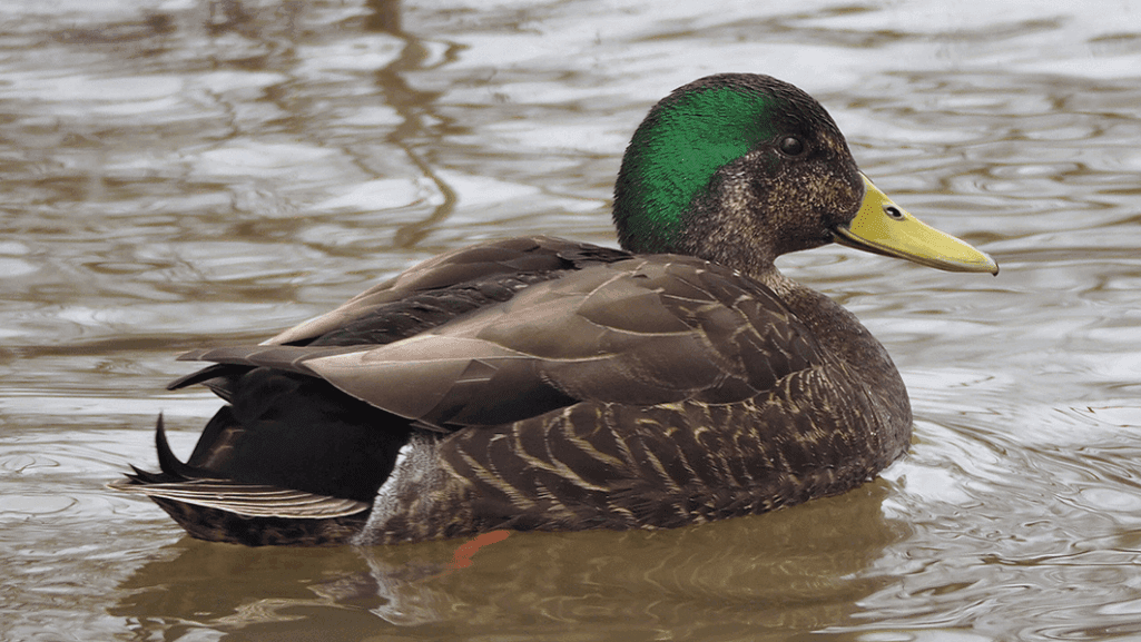 Hybrid Duck Species Characteristics