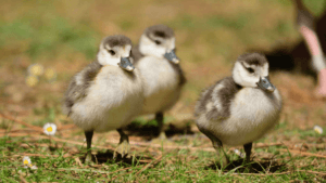 Identifying Wild Ducklings