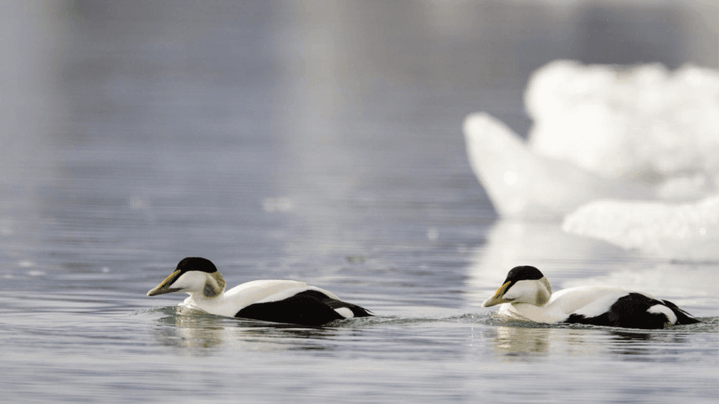 Impact of Climate Change on Ducks