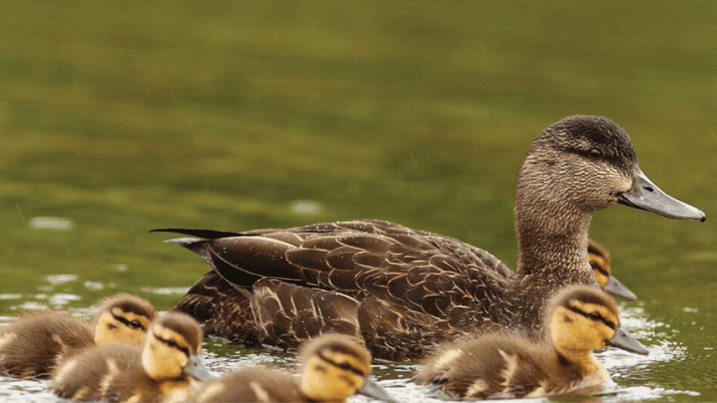 Impact of Environmental Factors on Ducks