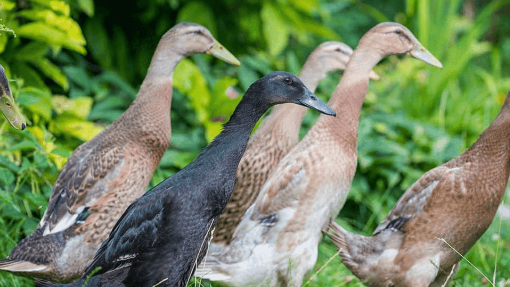 Indian Runner duck traits