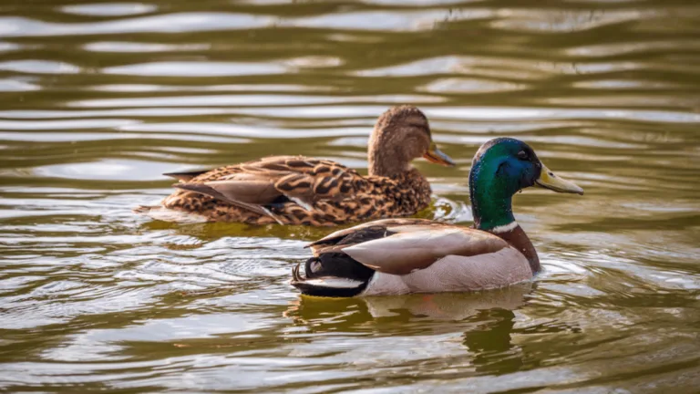 Mallard Duck Lifespan Expectancy Guide 1 Mallard Duck Lifespan