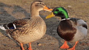 Mallards Mate for Life