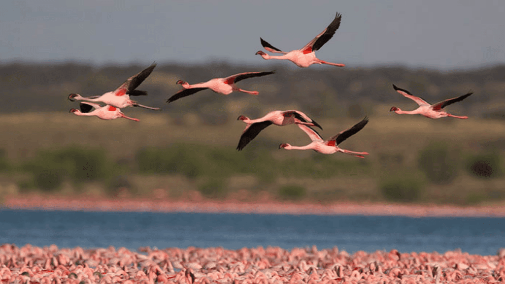 Migratory Bird Preservation Efforts