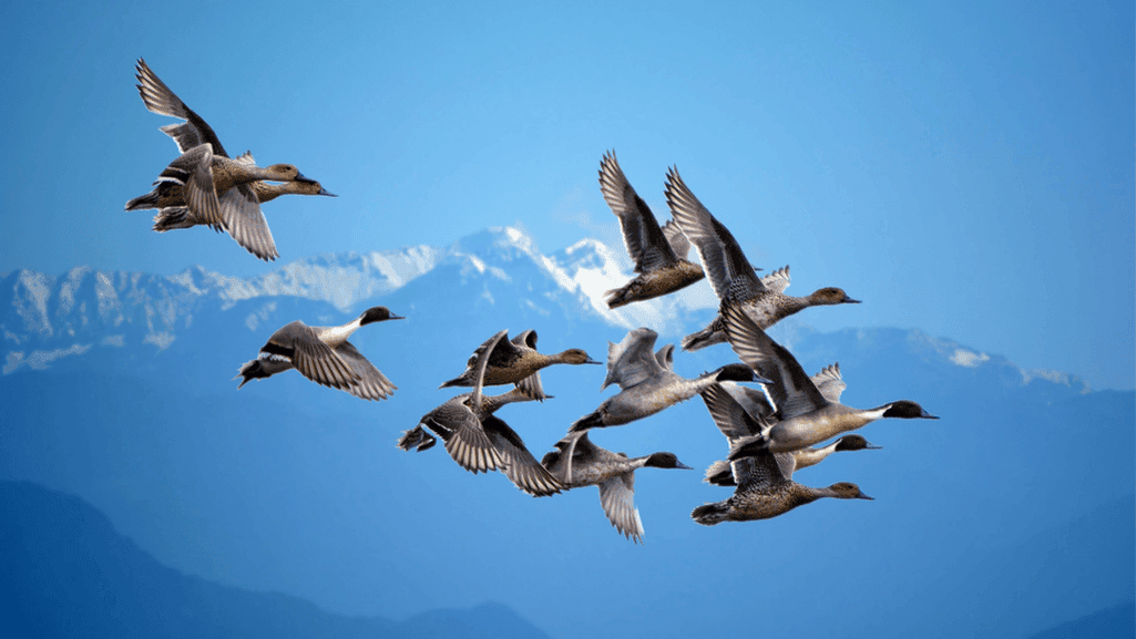 Essential Goose Migratory Flyways Map Guide 1 Migratory Flyways Map
