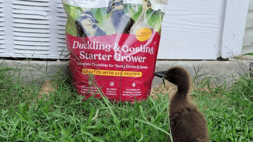 Ducks Food and Layer Feed Analysis