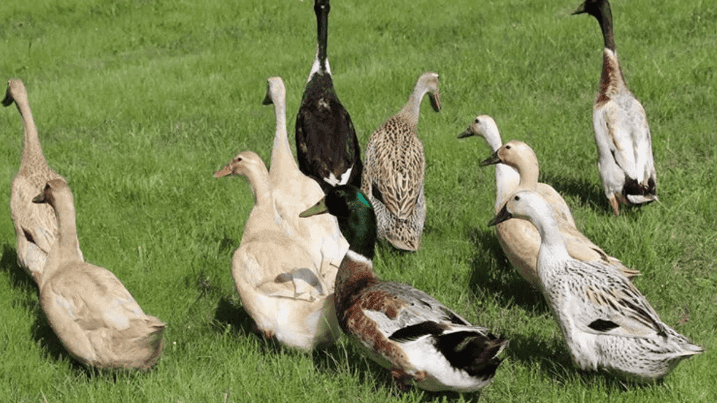 Optimize egg production in heritage egg laying ducks