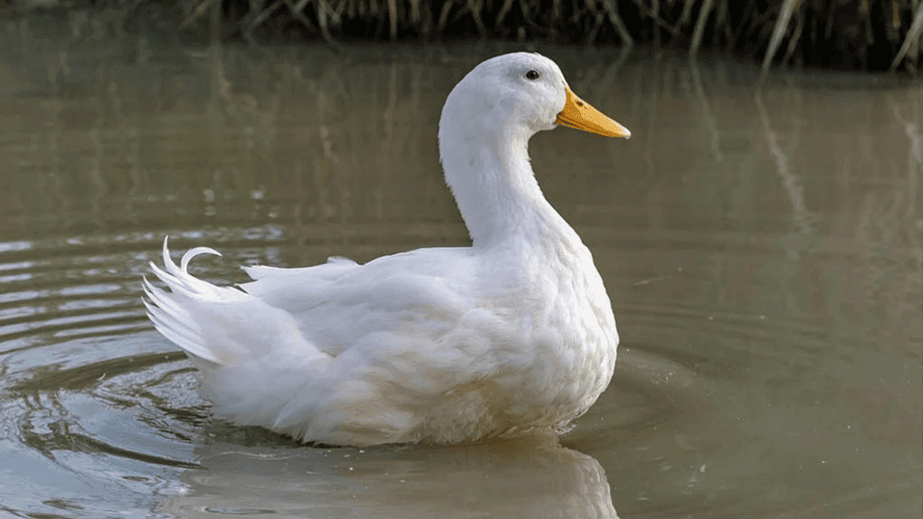 Pekin duck characteristics and Black and White Duck Breeds