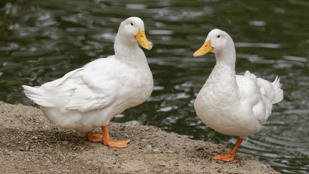 Pekin ducks
