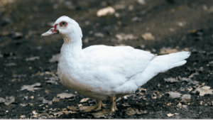 Pet Duck Breeds
