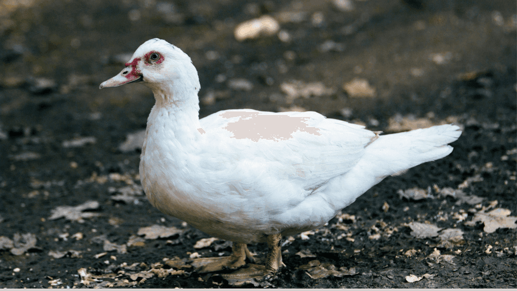 Popular Pet Duck Breeds: A Complete Guide 1 Pet Duck Breeds