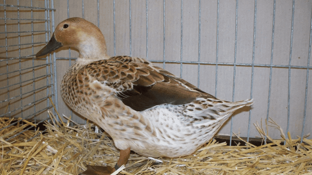 Prolific egg duck breeds for beginners
