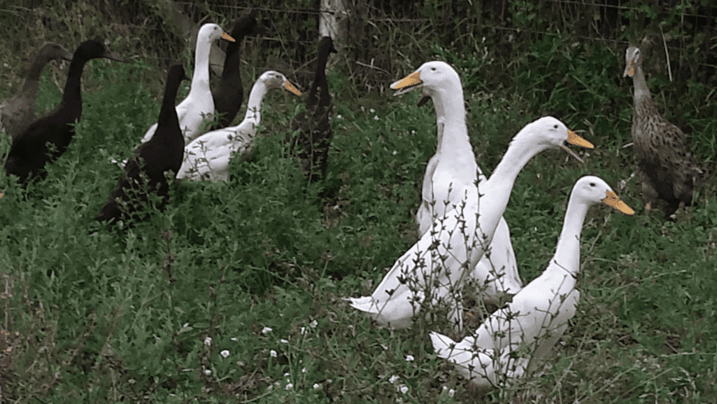 Runner duck varieties