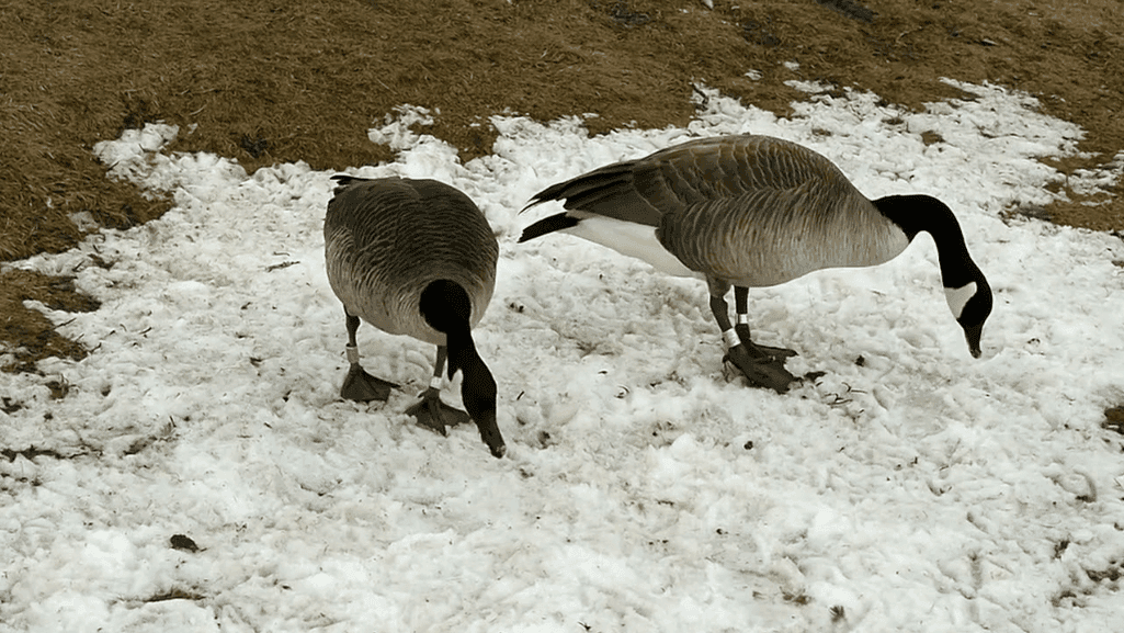 Seasonal feeding patterns of geese