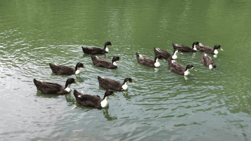 Secure outdoor space for ducks
