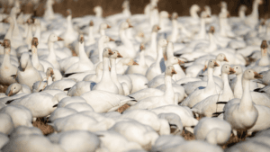 Snow Geese Flock