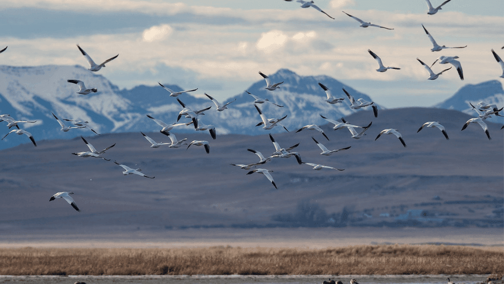 Snow geese migratory routes