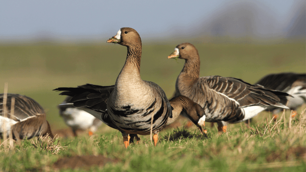 Speckle Bellied Goose: A Hunter's Favorite Game Bird 1 Speckle Bellied Goose