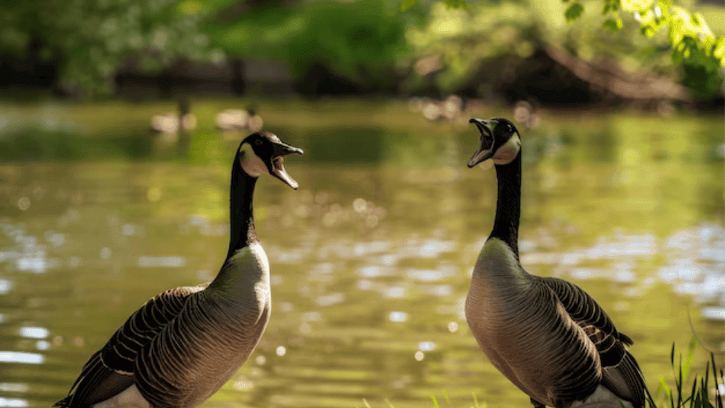 The Context of Geese Honking