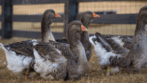 Toulouse Goose