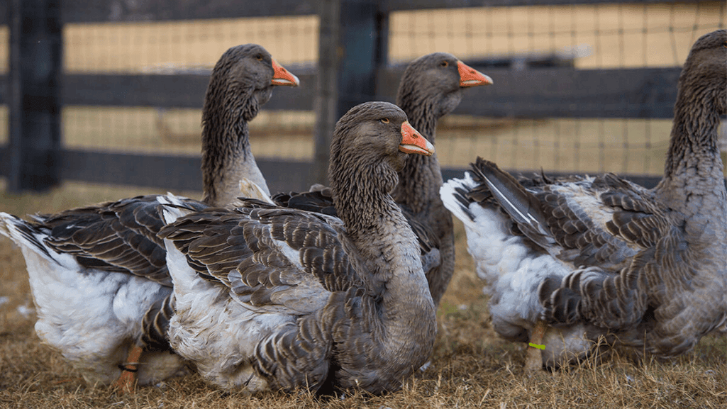 Toulouse Goose