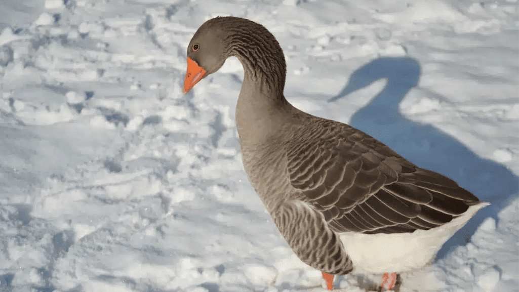 Toulouse geese in a pasture