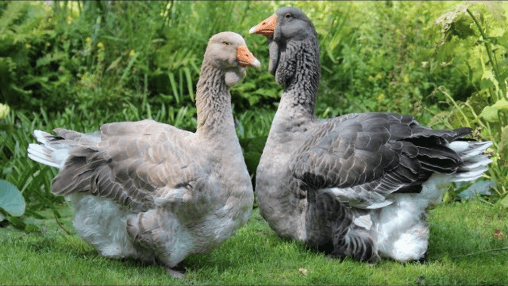 Toulouse goose breeding pair