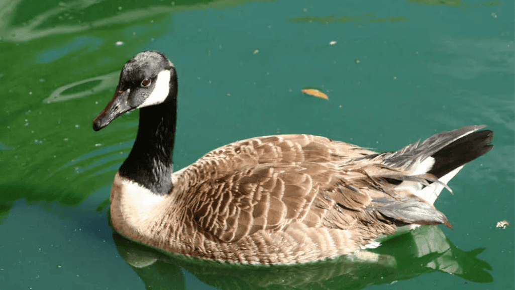 Most Common Types of Geese: An Expert Guide 1 Types of Geese