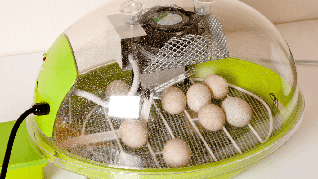 Waterfowl egg incubation