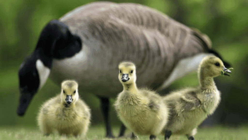 Feeding Guide: What Do Baby Geese Eat? 1 What Do Baby Geese Eat