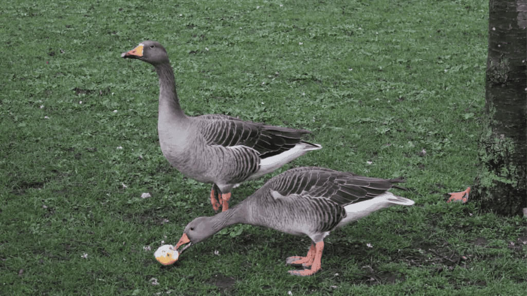 Diet Revealed: What Do Geese Eat? 1 What Do Geese Eat