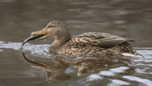 What Kind of Duck Do You Eat