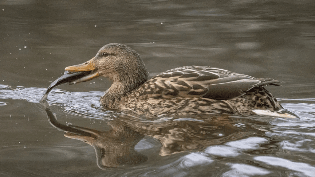 What Kind of Duck Do You Eat? 1 What Kind of Duck Do You Eat