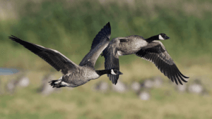 What Noise Do Geese Make
