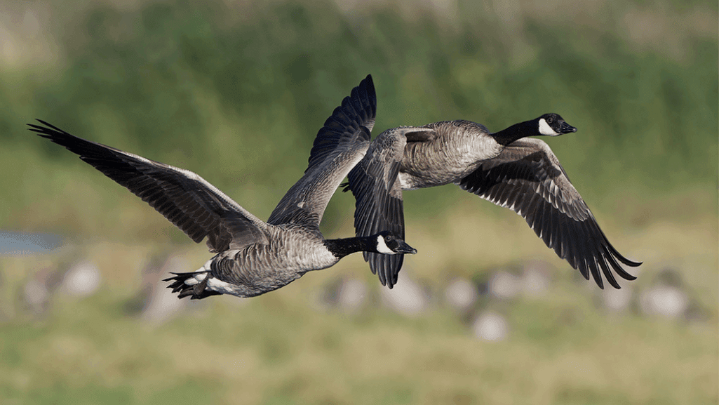Sounds of the Wild: What Noise Do Geese Make? 1 What Noise Do Geese Make