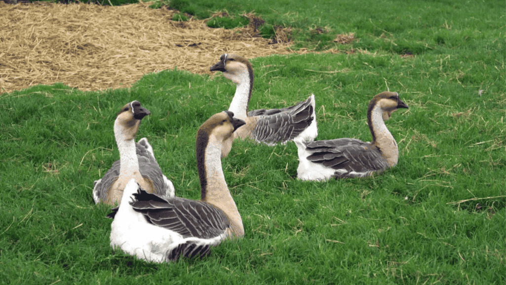 african geese in a grassy field