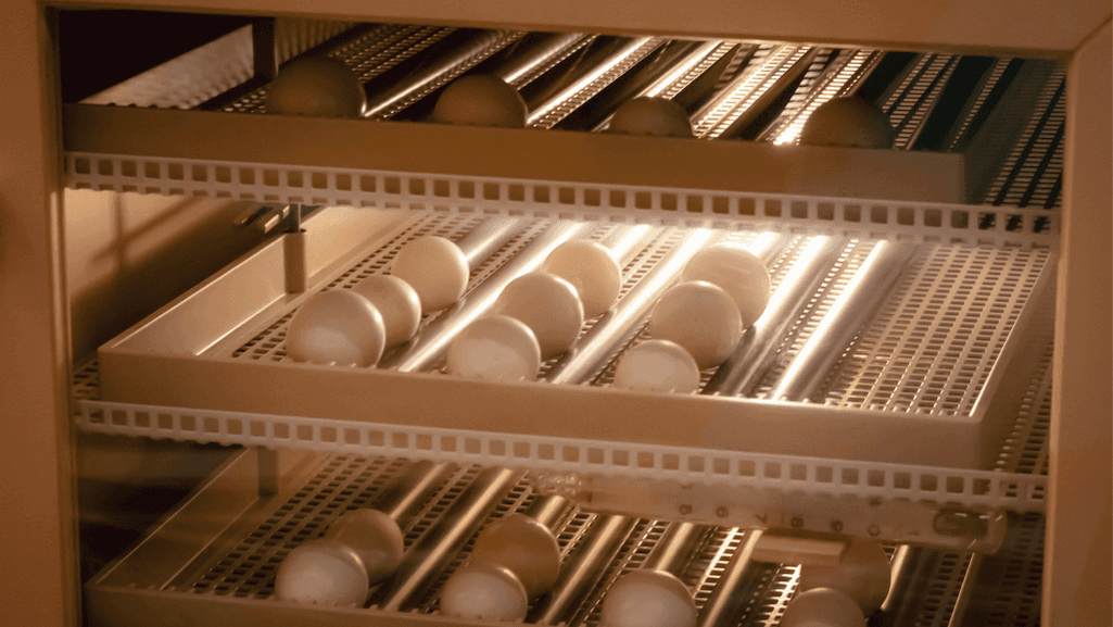 artificial duck egg incubation equipment