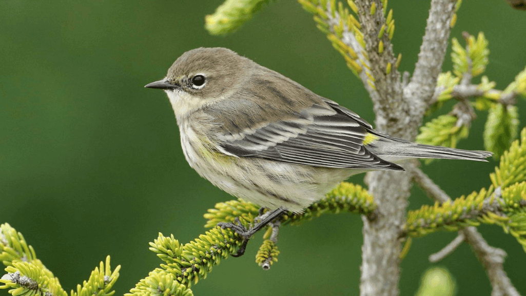 avian field guide