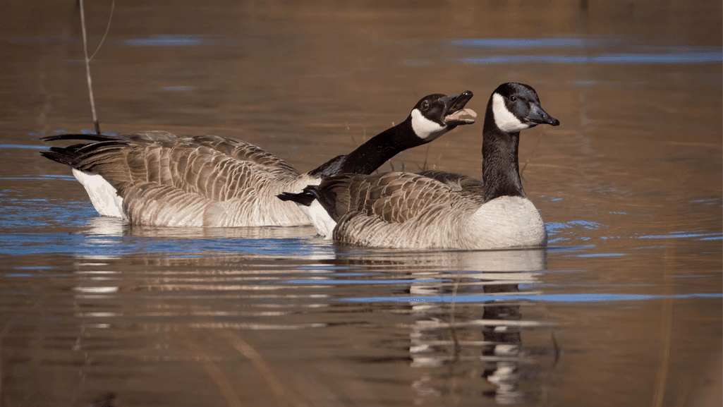 avian wildlife mating behavior