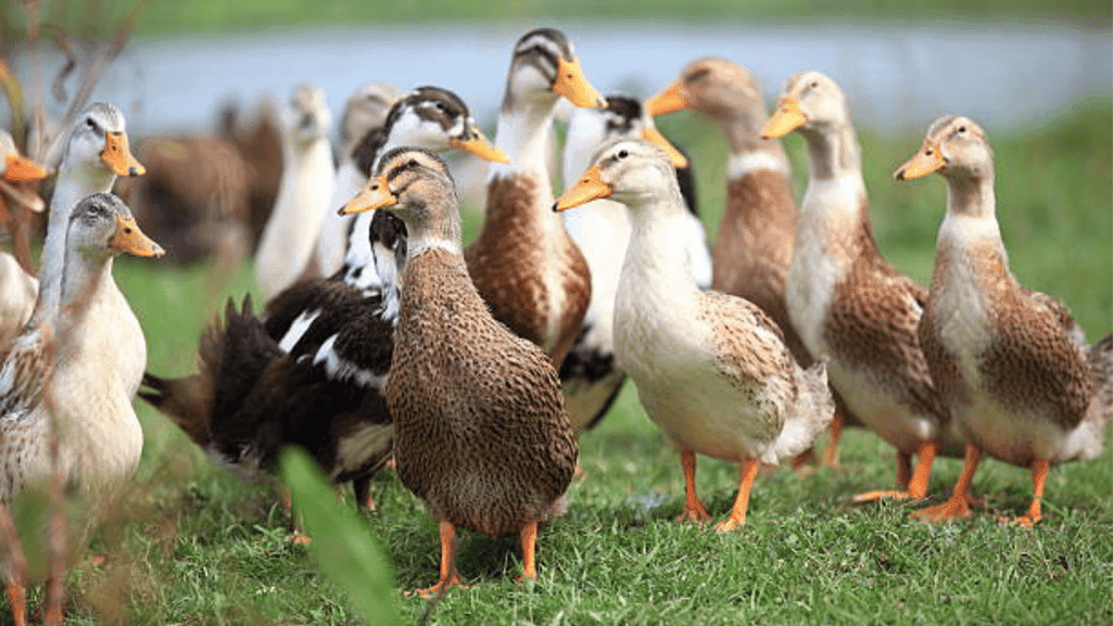 backyard duck keeping