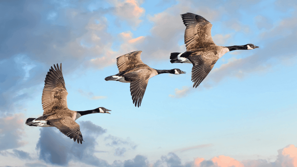 biological bird control