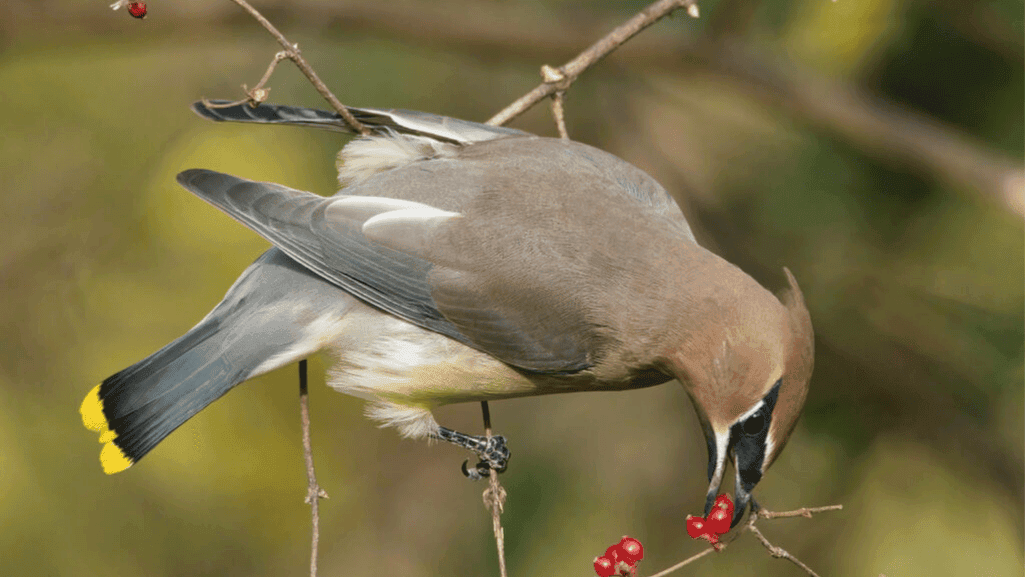 bird identification georgia bird identification georgia