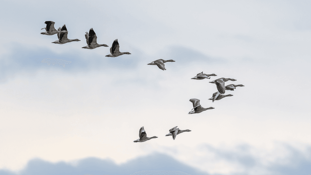 bird migration map