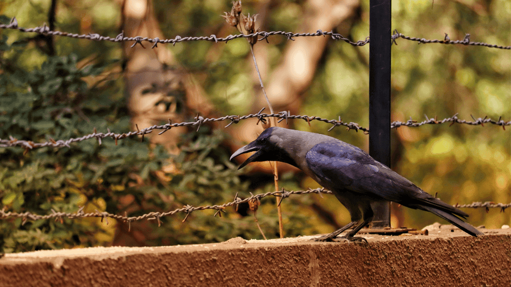 bird photography guide