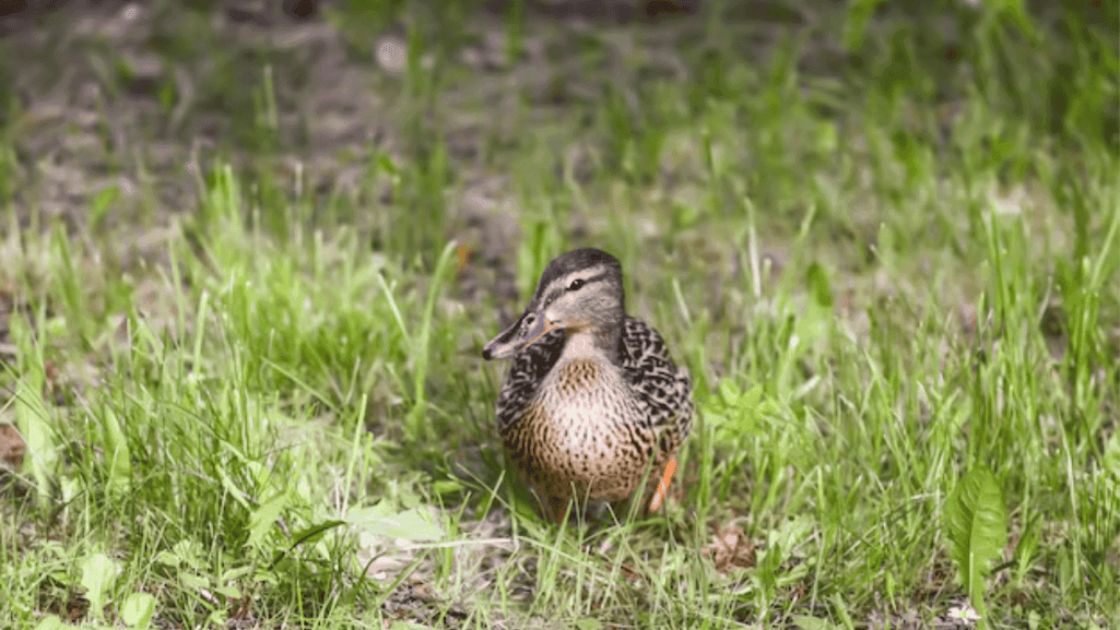 breeding season for ducks